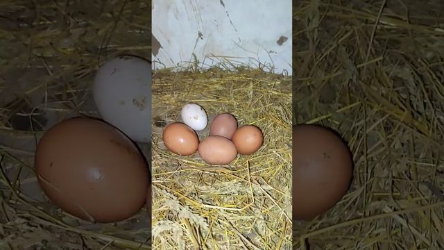 КУРОЧКИ снесли ЯЙЦА,КУРЯТНИК,РАЗНОЦВЕТНЫЕ КУРИЦЫ,ПЕТУХИ,НАСЕСТ.HEN,EGGS,CHICKEN COOP,MULTI-COLORED. смотреть онлайн