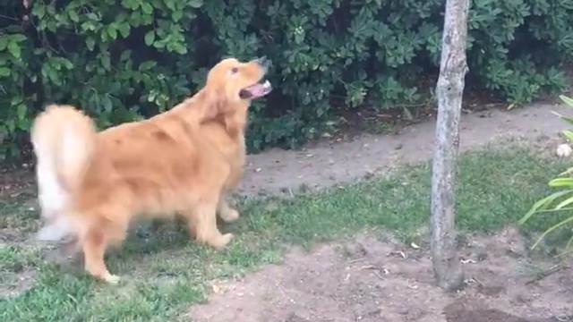 Собака хочет персики смотреть онлайн