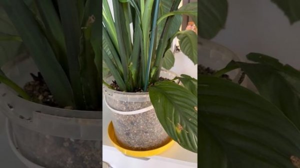 Spathiphyllum Sensation -реанимация и пересадка в грунт Lechuza Pon