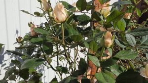 Как выглядят  клумбы осенью.Роза Талея.