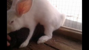 первыя случка у кроликов!!! пробная случка.... родственная кровь!