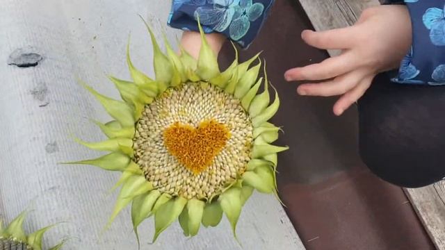 Поехали кататься на велосипедах и нарвались на грибы/спасаю малиновку/DIY делаю птичек смотреть онлайн