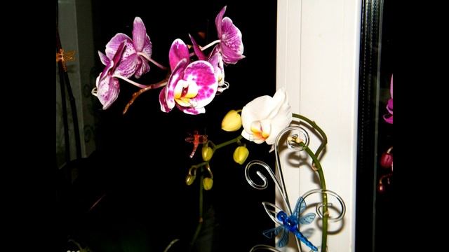 Мои комнатные цветы: Орхидеи Фаленопсисы Дендробиумы / My flowers: Orchids Phalaenopsis Dendrobium смотреть онлайн