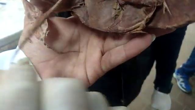 practical GIT anatomy soft смотреть онлайн