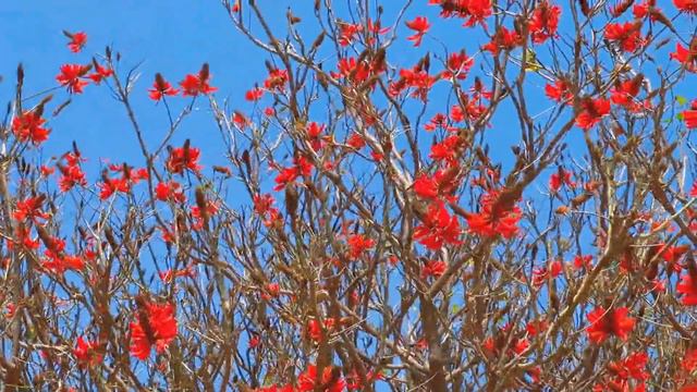 泉州刺桐花开Erythrina Variegata Linn in Quanzhou Blossoms смотреть онлайн