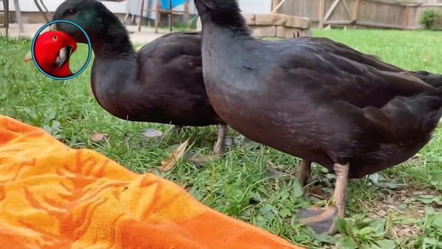 Cayuga Duck এর দাম কত? Cayuga Duck Price In Bangladesh-Duck Price- Mandarine- পোষা প্রাণী-Pet Anima