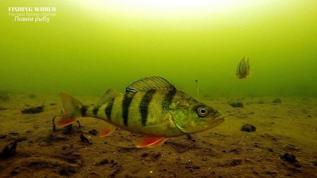 Когда нерест у окуня? Можно ли ловить окуня в нерест? Рыбалка на окуня весной