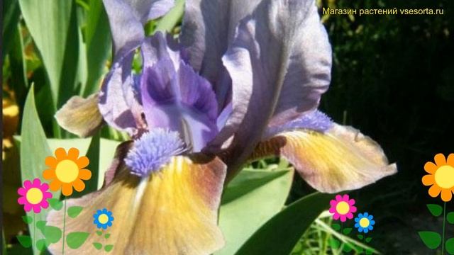 Ирис карликовый Хокус Покус. Краткий обзор, описание характеристик Iris Pumila Hokus Pokus