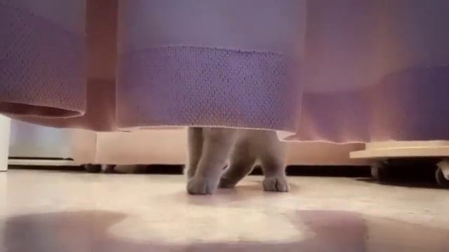 Танго кошки. смотреть онлайн