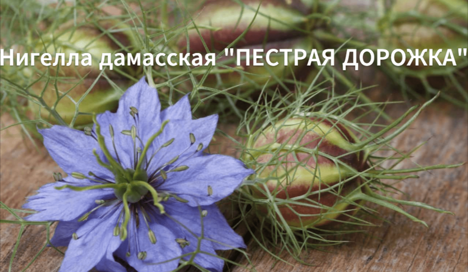 Как сажать нигеллу дамасскую. Сорт "Пестрая дорожка" смотреть онлайн