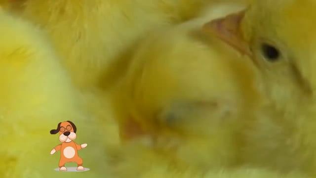 ВОТ ПОЧЕМУ НИКОГДА НЕЛЬЗЯ ПИТЬ СЫРЫЕ ЯЙЦА! смотреть онлайн