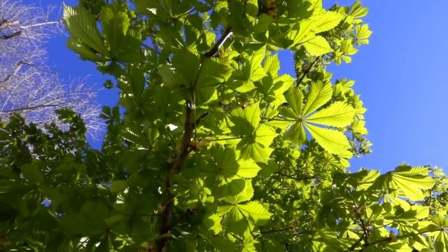 музыка для релакса. музыка для сна. пианино на природе смотреть онлайн