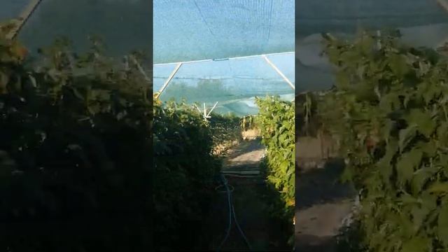 Малина сорта Таганка и Зюгана ремы смотреть онлайн