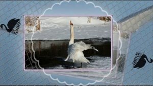 Над землёй летели лебеди красивая песня о лебединой верности работа с проектами МИАМ