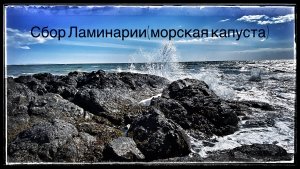 о.Сахалин, Сбор Ламинарии(морская капуста)