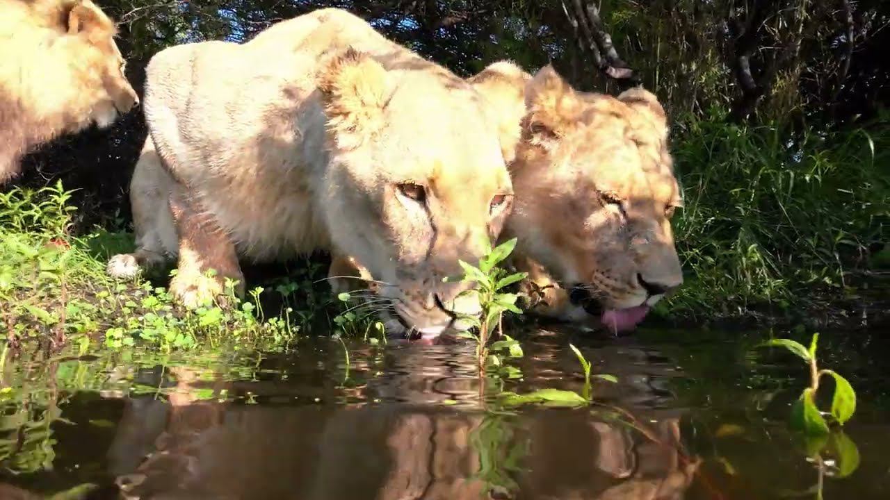 Испытываем камеру под водой. Львицы пьют из лужи смотреть онлайн
