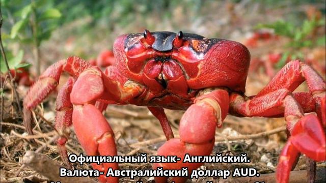 VK9XSP Остров Рождества смотреть онлайн