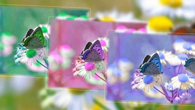 Весенняя мелодия цветов . смотреть онлайн