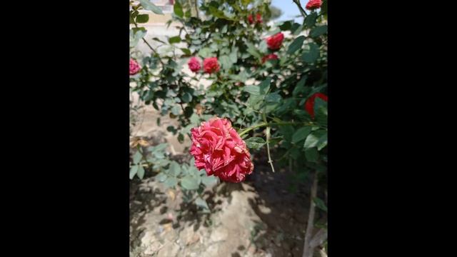 Sharp Aquos R6 vs Samsung Galaxy S21 Ultra Camera Test смотреть онлайн