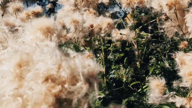 VID 20220904 185014 Вторую ночь вот не сплю... 2020 Павел Васильев Лахтинский смотреть онлайн