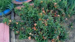 Айва. Посадка, обрезка, уход.