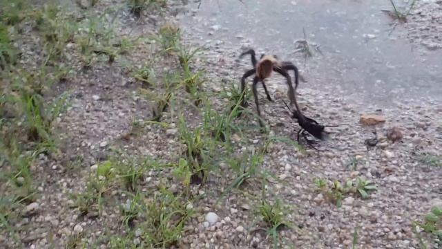 Tarantula Hawk Vs Tarantula