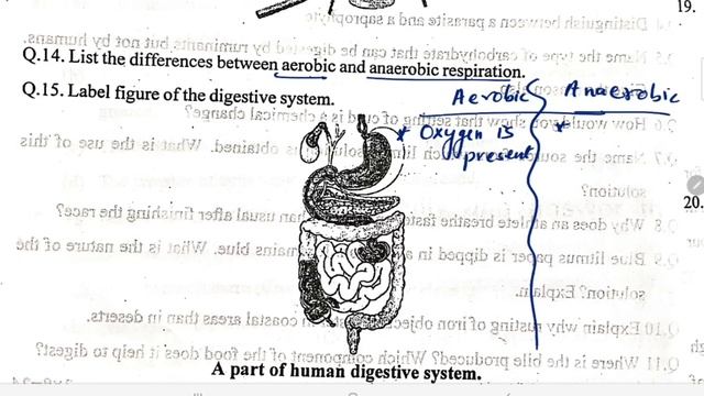 Half Yearly Exam / Class-7 SCIENCE / Exam Question Paper/ For KENDRIYA VIDYALAYA Students смотреть онлайн