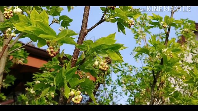 Pszczoły Na Kłokoczce Południowej