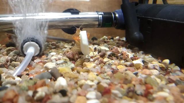 Раки Воланда смотреть онлайн