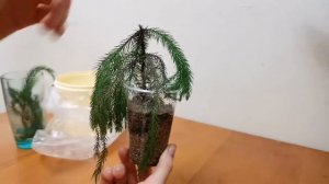 Араукария . Черенок спустя 3 недели после посадки.