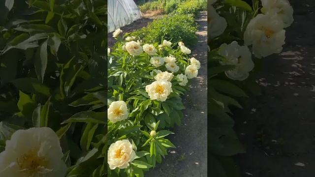 “Sunny Girl” ❤️ смотреть онлайн