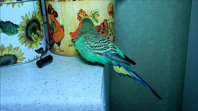 птица-говорун смотреть онлайн