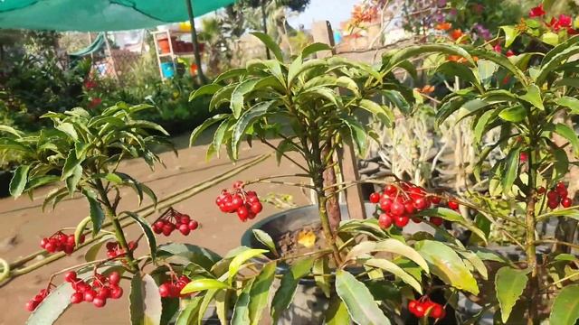 Ardisia crenata || Coral Berry or Christmas Berry || Propogation and Care || Garden Centre смотреть онлайн