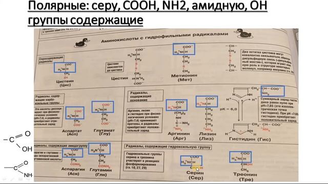 АМИНОКИСЛОТЫ 1: введение, классификация, изоэлектрическая точка смотреть онлайн