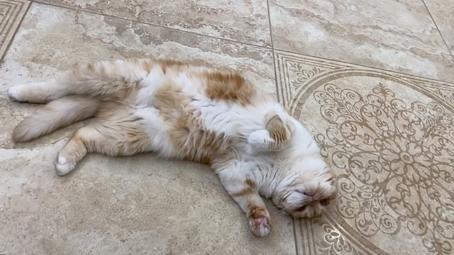 В лесу? Что готовить?♀️Ася ёлку заценила✅ смотреть онлайн