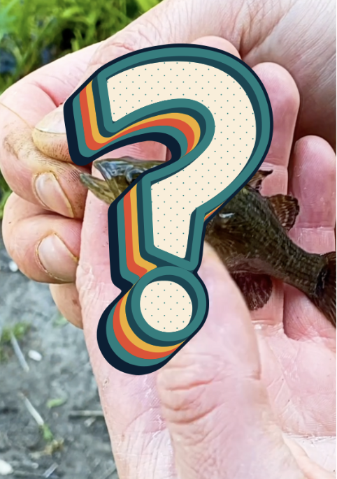 Кто знает, что за рыба?  #fishing #nature #рыбалка #нарыбалке #напоплавок #shorts #природа