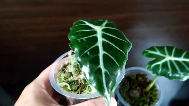Alocasia Parasol