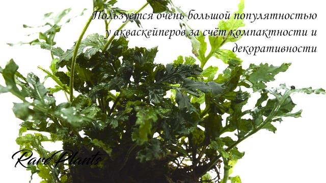 Bolbitis Heudelotii Difformis