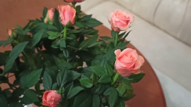 Роза кордана. Очень красивый цвет смотреть онлайн