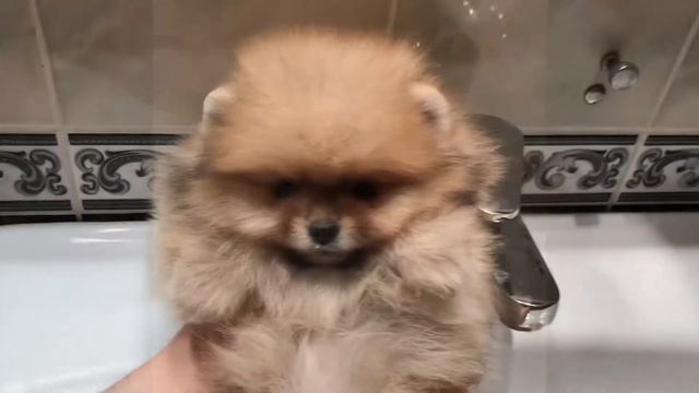 Девочка шпиц смотреть онлайн