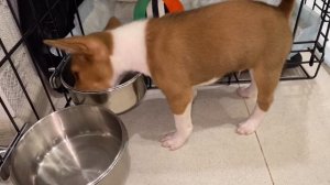 Первый ужин у  басенджи дома | Basenji 2020. First dinner.