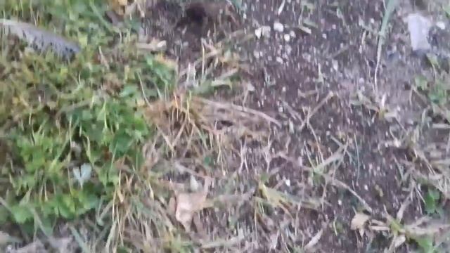 УКУСИЛ ТАРАНТУЛ: В траве сидел… тарантул смотреть онлайн