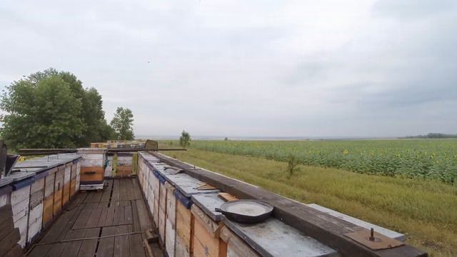 Вчера начинали откачку. Циклон пришёл с дождями сильными. Пчёлы уже летят смотреть онлайн