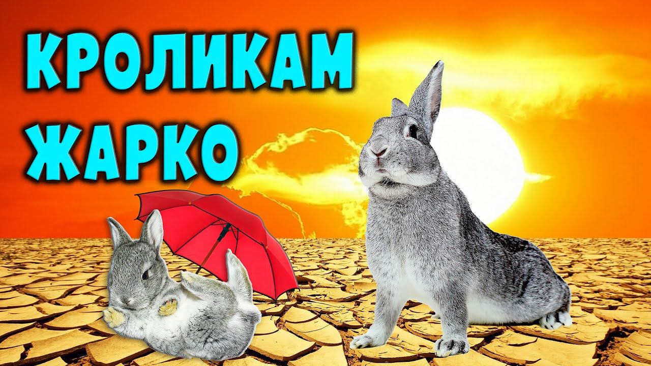 Кроликам жарко / Как спасти кроликов от жары смотреть онлайн