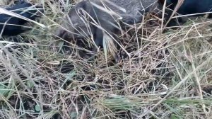 Охота на кабана  с ягдтерьером