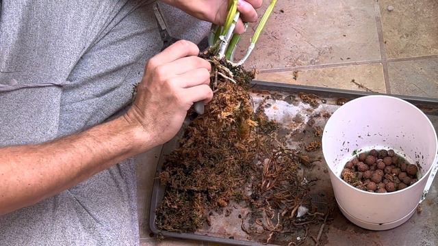 Repotting my Laelia (Cattleya) purpurata var Werkhauseri смотреть онлайн