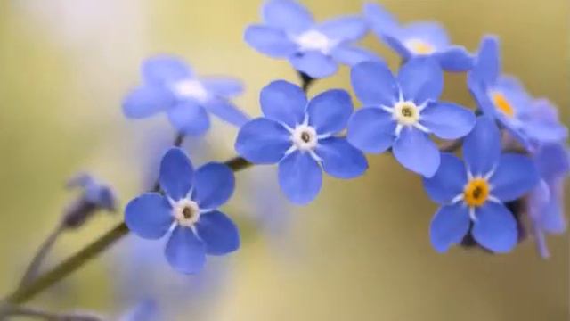 Незабудка смотреть онлайн