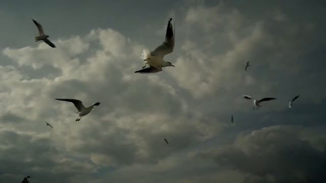 Сборник футажей Море Чайки 16 файлов смотреть онлайн