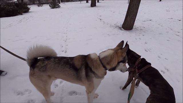 Метис Амстаффтерьера и Хаски / Metis Amstaff Terrier And Husky