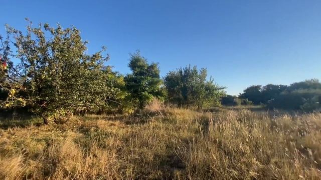 Средний прайд львов перебрался ПОБЛИЖЕ К МОЛОДЫМ!